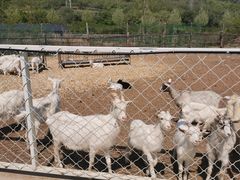-大连铭湖国际观光牧场
