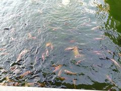 -水都餐厅