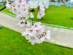 -花开海上生态园
