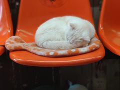 -猫咪博物馆(顶澳仔猫街店)