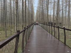 -黄海国家森林公园