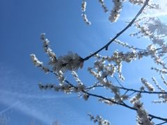 -桃花堤公园