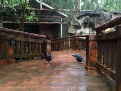 -清迈夜间动物园