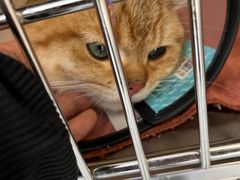 -艾贝尔宠物医院·24H转诊中心·肿瘤猫专科(江宁双龙店)