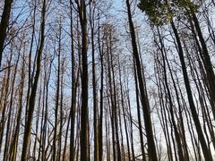 -上海共青森林公园