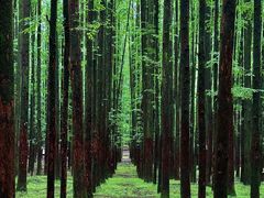 -山王坪喀斯特国家生态公园