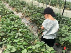-小鱼草莓采摘园农家乐·小鱼餐厅