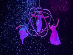 -广州长隆国际大马戏