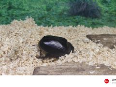 -上海大自然野生昆虫馆