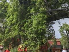 -大槐树寻根祭祖园