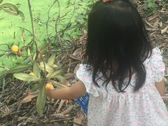 -塘栖枇杷特色园区