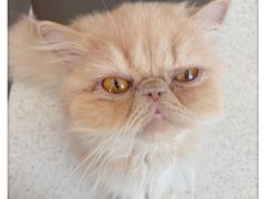 -飞行喵MR PILOT|猫舍·猫咖(静安大融城店)