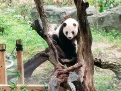 -广州长隆野生动物世界