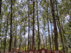 -合肥滨湖国家森林公园