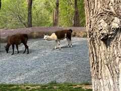 -北京野生动物园