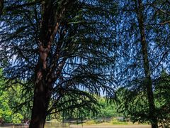 -上海共青森林公园