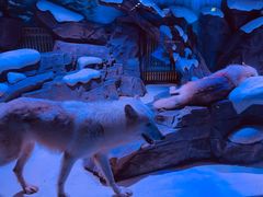 -上海海昌海洋公园-冰山北极馆