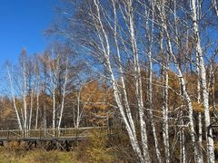 -莫尔道嘎国家森林公园