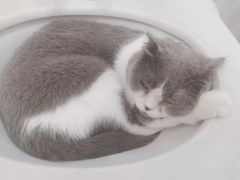-共舞时光猫咖·狗咖(新街口店)
