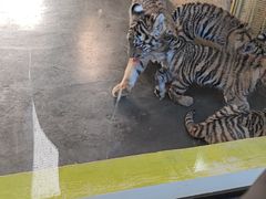 -大连森林动物园