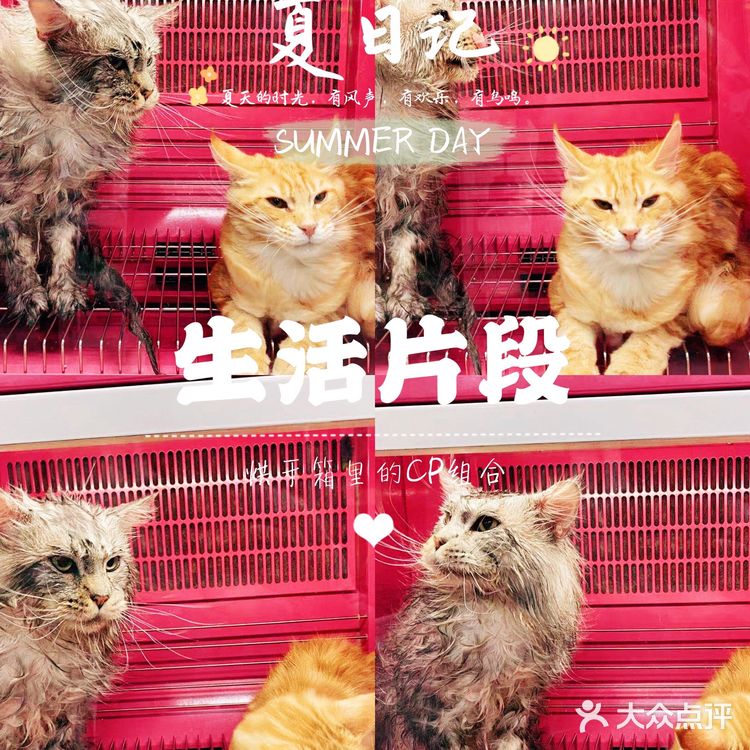 大缅因在烘干箱里被“舒服”彻底打败了