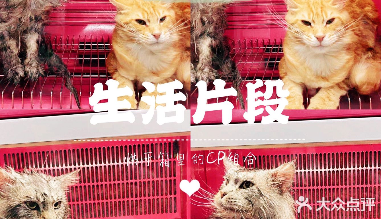 大缅因在烘干箱里被“舒服”彻底打败了