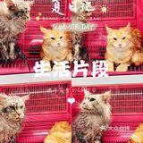 大缅因在烘干箱里被“舒服”彻底打败了