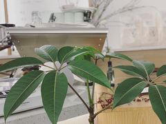 餐具摆设-Onirii Coffee(长乐路店)