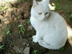 -北京观赏动物医院·24小时大型综合·猫专科·异宠专科
