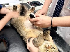 -博特宠物医院24h犬猫全科.骨科·异宠