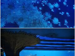 -珠海长隆海洋王国