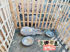 -黄海国家森林公园