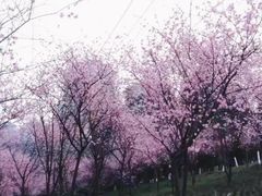 -龙头寺公园