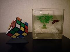 -桔子酒店(上海西藏北路地铁站店)