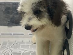 -爱侣宠医·鹦鹉专科·小型哺乳类·异宠专科(灵石路店)