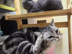 -三花喵·撸猫购宠·宠物生活馆(虹桥南丰城店)
