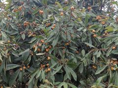 -塘栖枇杷特色园区