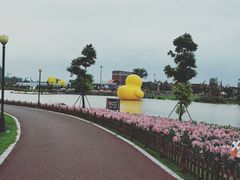 -荷兰花海