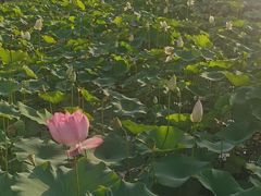 -莲花池公园