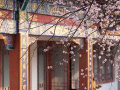 -桃花堤公园