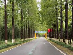 -黄海国家森林公园