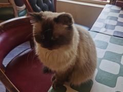 -猫小院猫主题餐厅(南锣旗舰店)