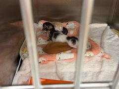 -瑞派康怡24h宠物医院·犬猫医疗中心·微创绝育(瑞景分院)