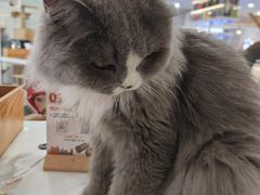 -喵园·猫主题咖啡厅·撸猫·猫咖(国贸店)