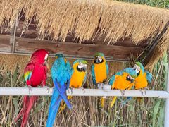 -西霞口神雕山野生动物世界