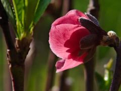 -桃花涧