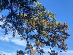 -香山公园