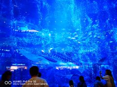 -成都浩海立方海洋公园