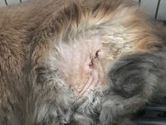 -雨林宠物医院 非犬猫异宠专科