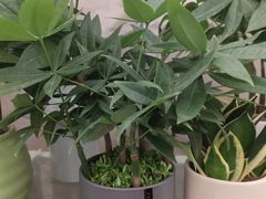 -金陵花卉交易市场